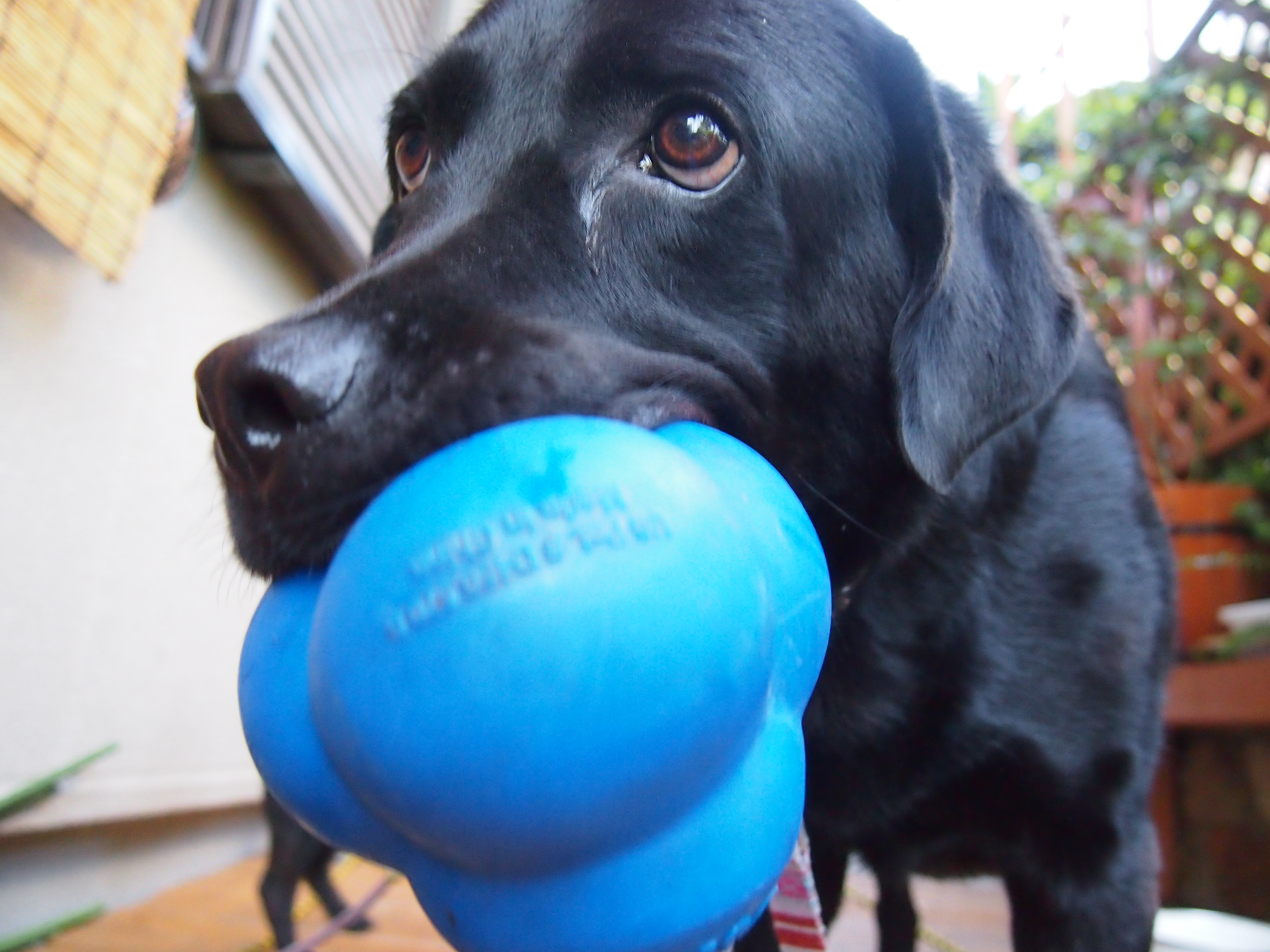 モーちゃん | feelin' groovy